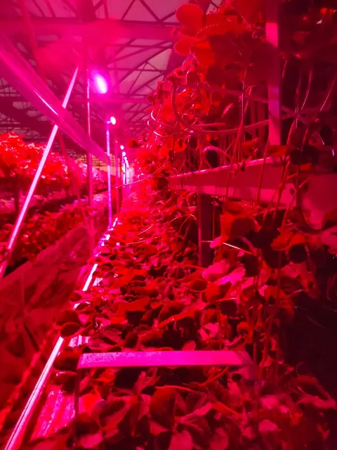 LED ışık altında sera üretimi