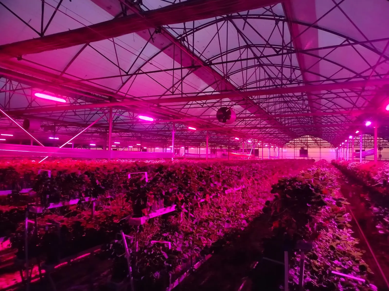 LED destekli modern sera üretim alanı